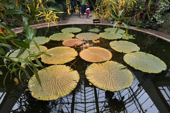 Views Of Auckland Domain Wintergardens
