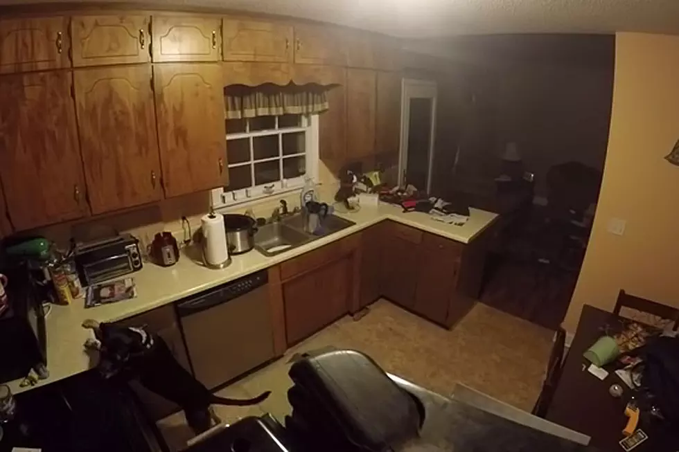 Dog Jumps On Kitchen Counter, Slides Off Like a Banana Peel